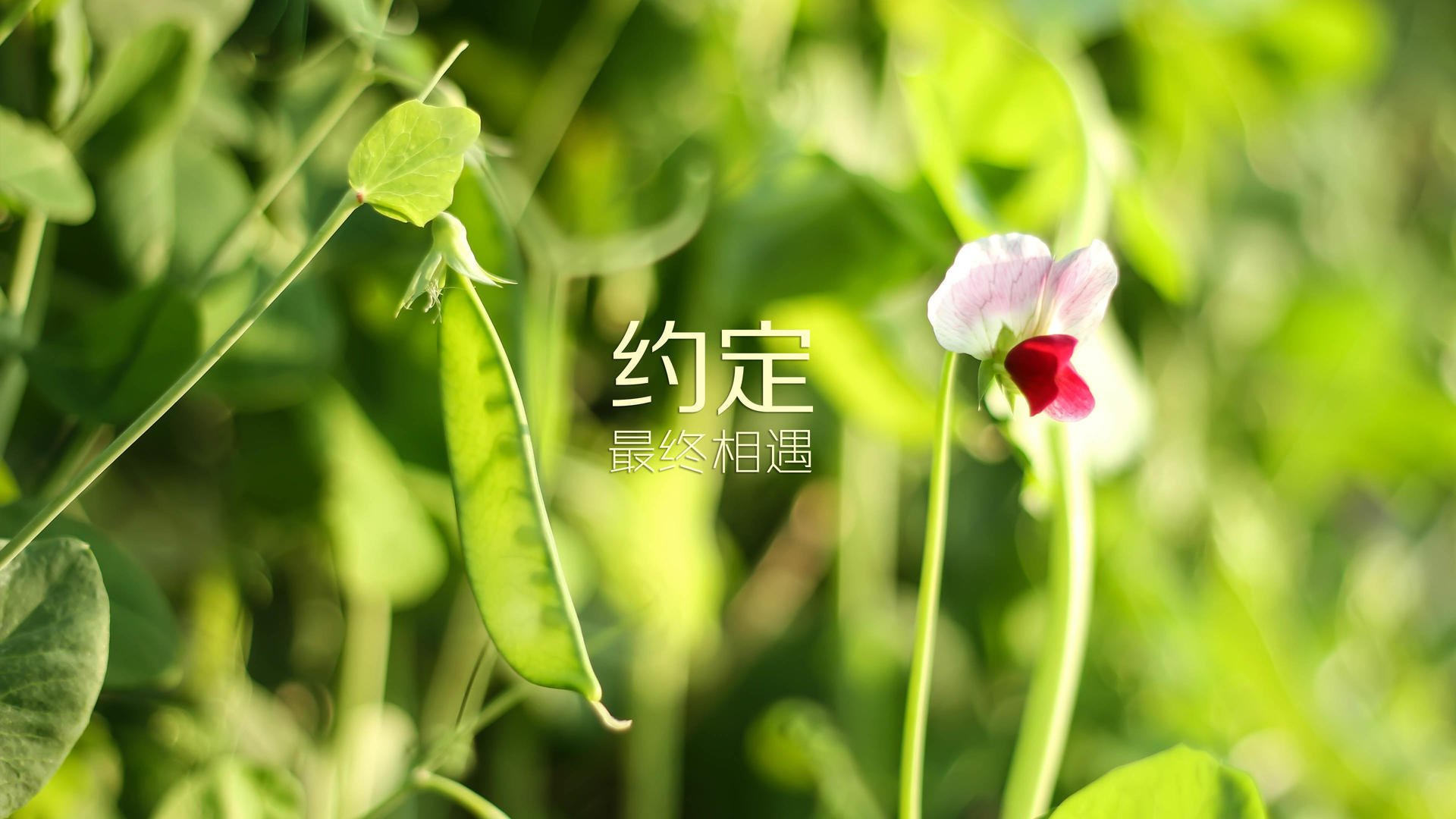 森科照明灯饰代言人（森科照明灯饰是几线品牌）